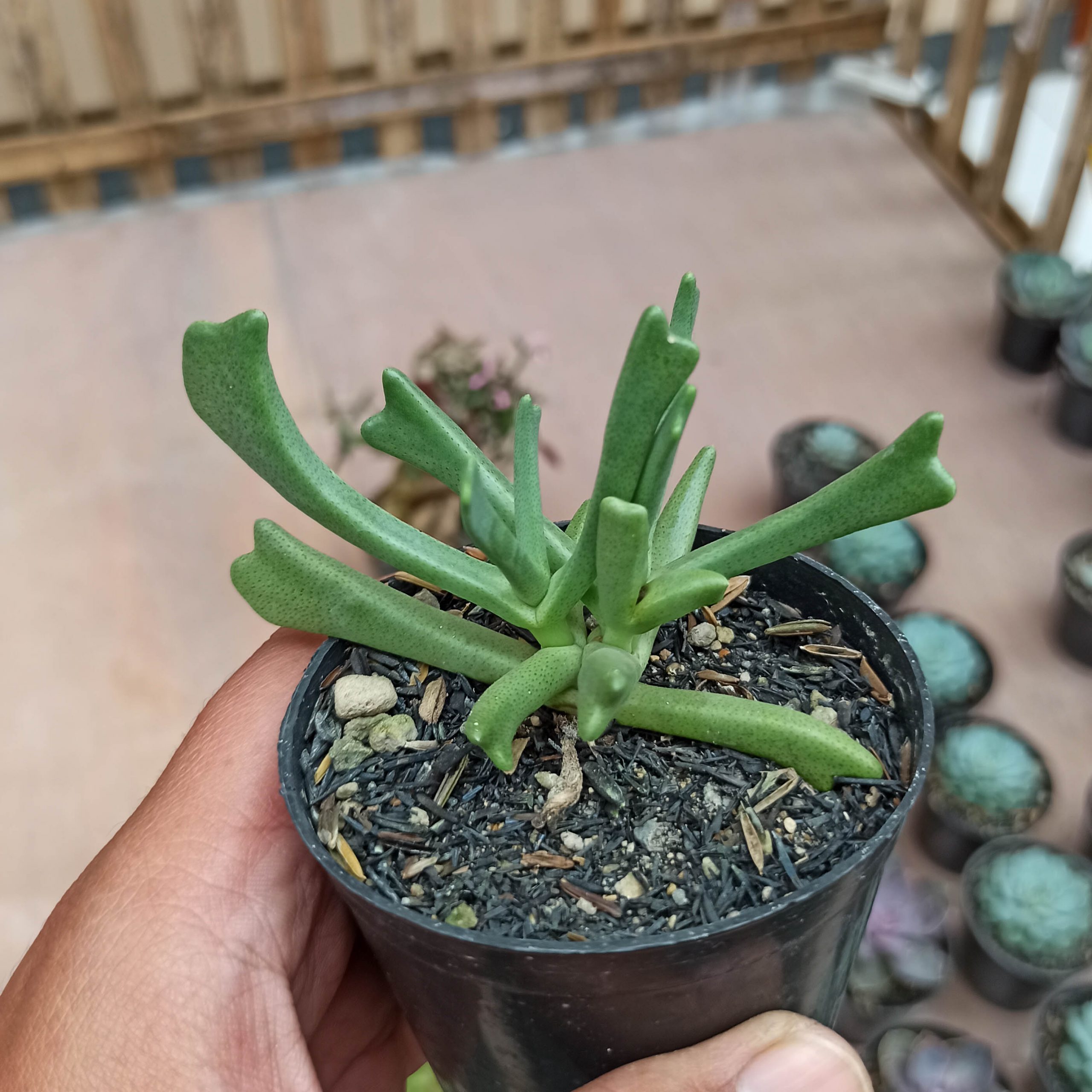 141. Kalanchoe Teretifolia - Image 4