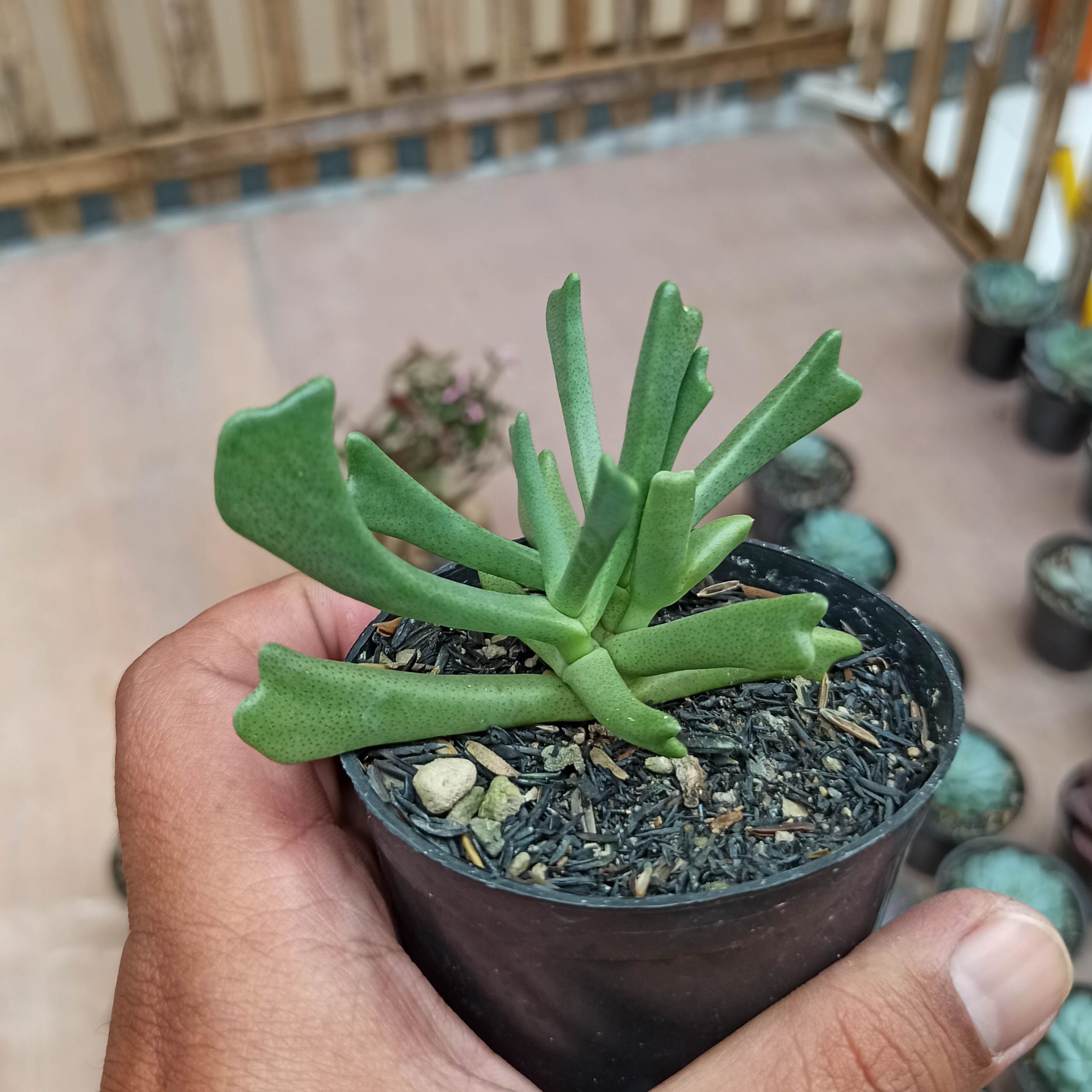 141. Kalanchoe Teretifolia - Image 5