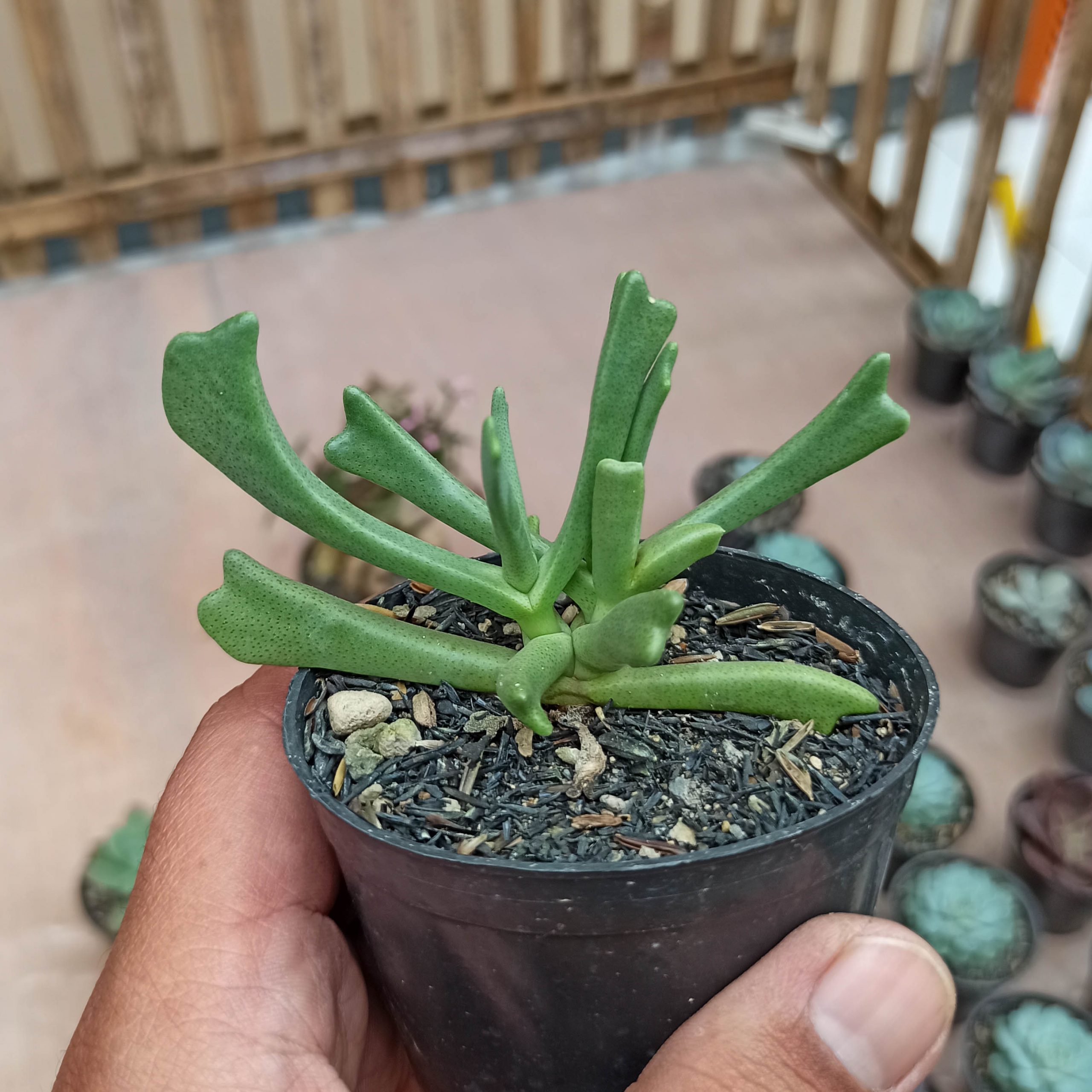 141. Kalanchoe Teretifolia - Image 6