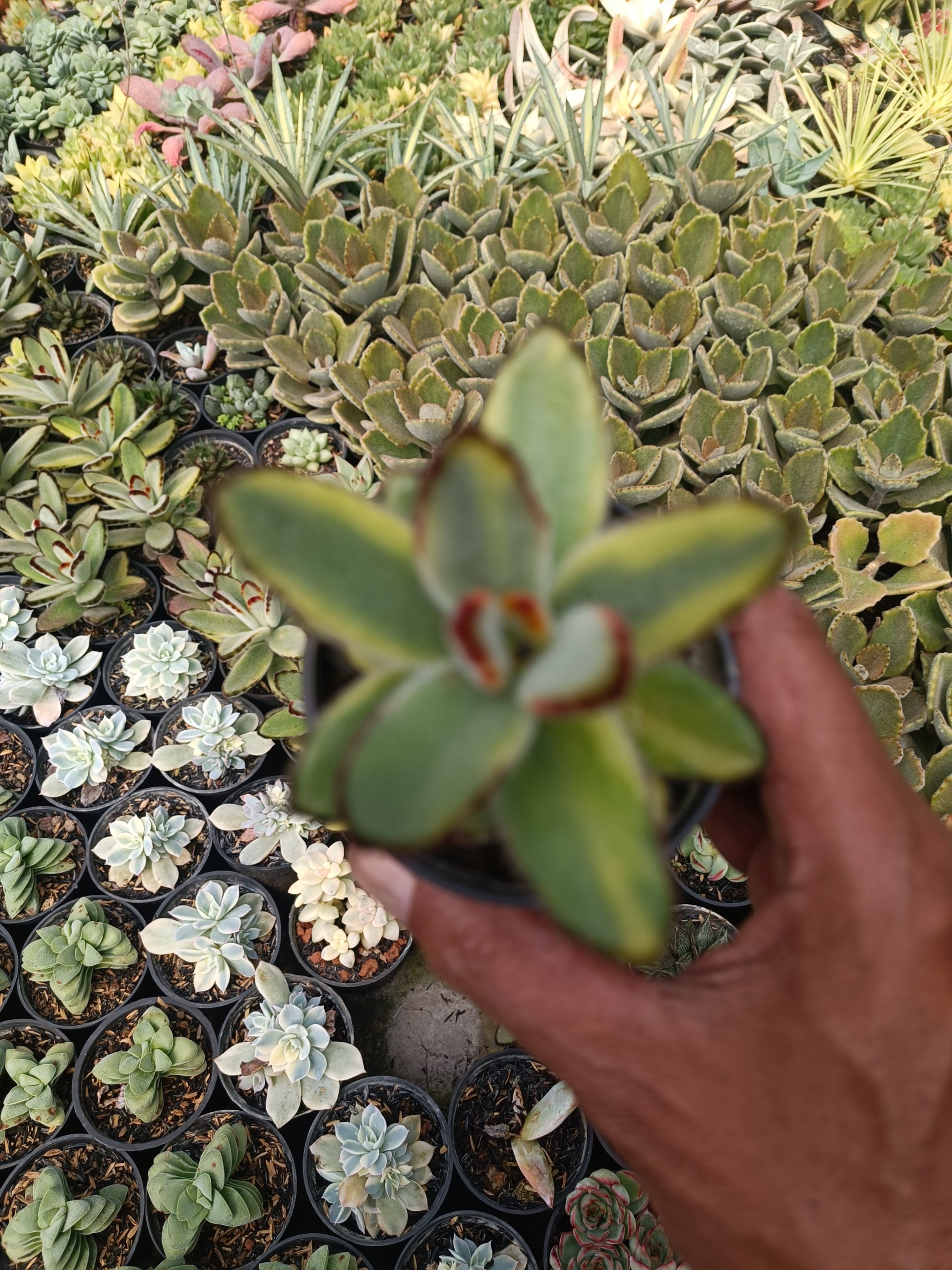401. Kalanchoe Tomentosa Variegated - Image 4