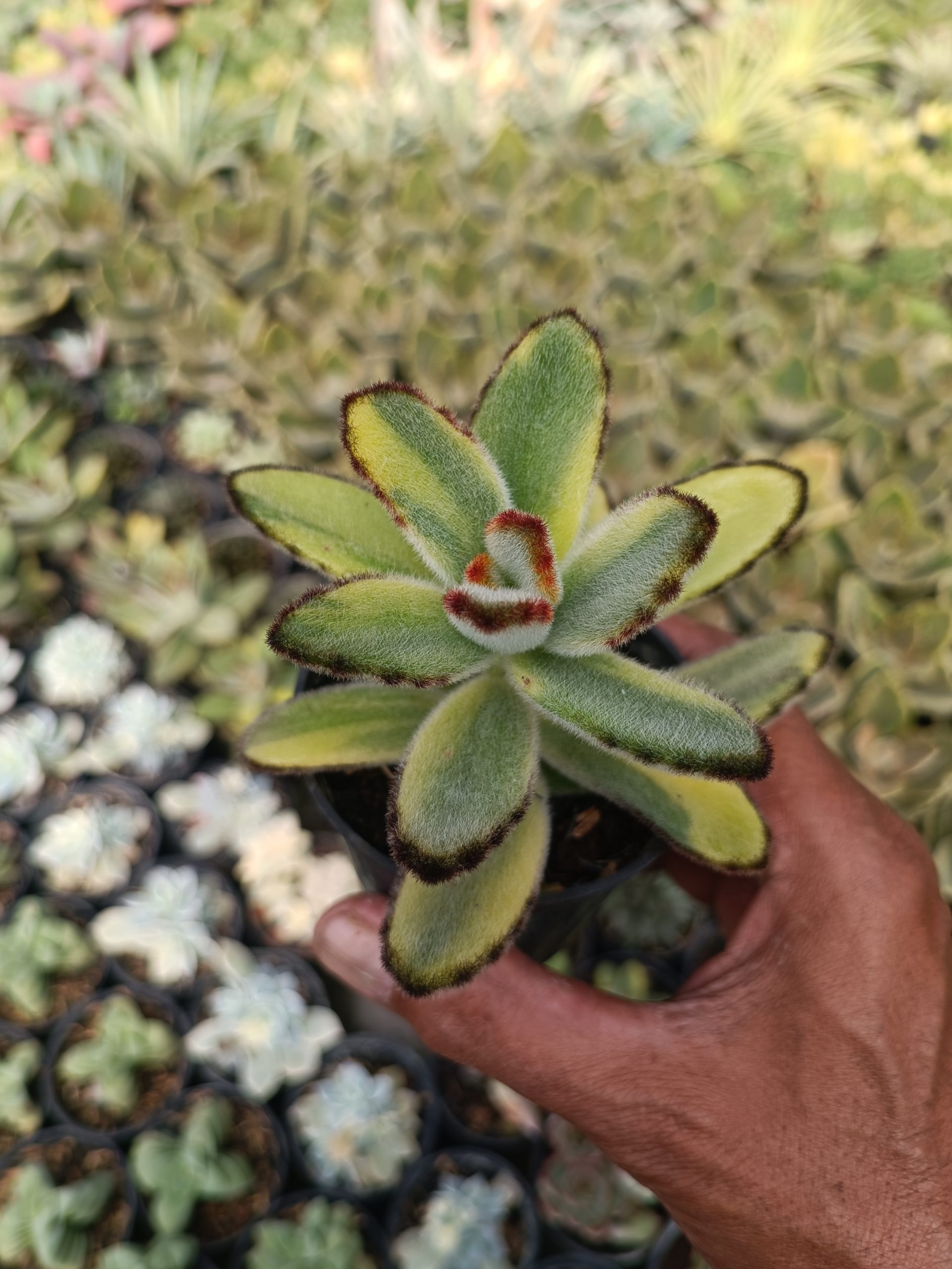 401. Kalanchoe Tomentosa Variegated - Image 3