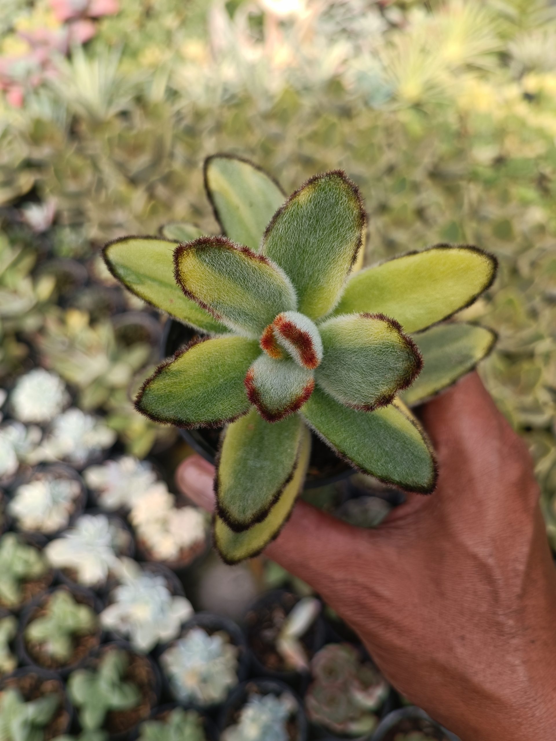 401. Kalanchoe Tomentosa Variegated - Image 2