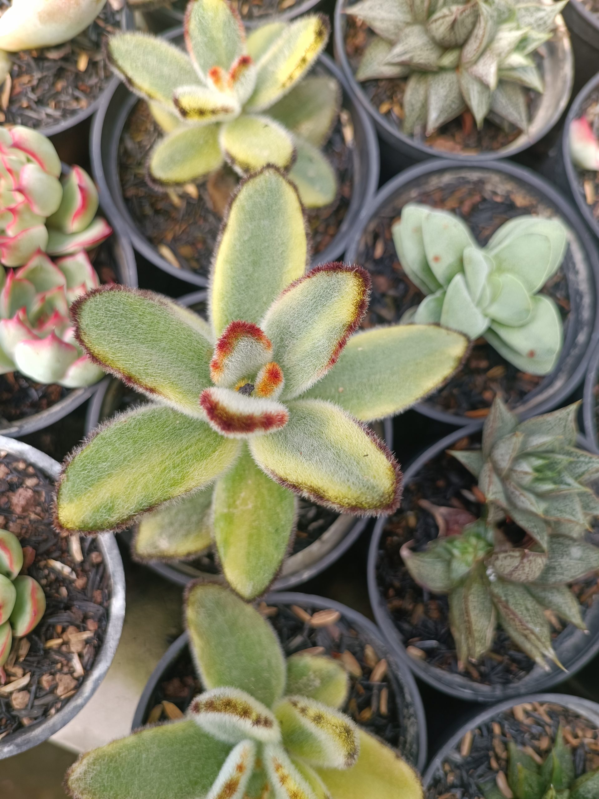 401. Kalanchoe Tomentosa Variegated - Image 5
