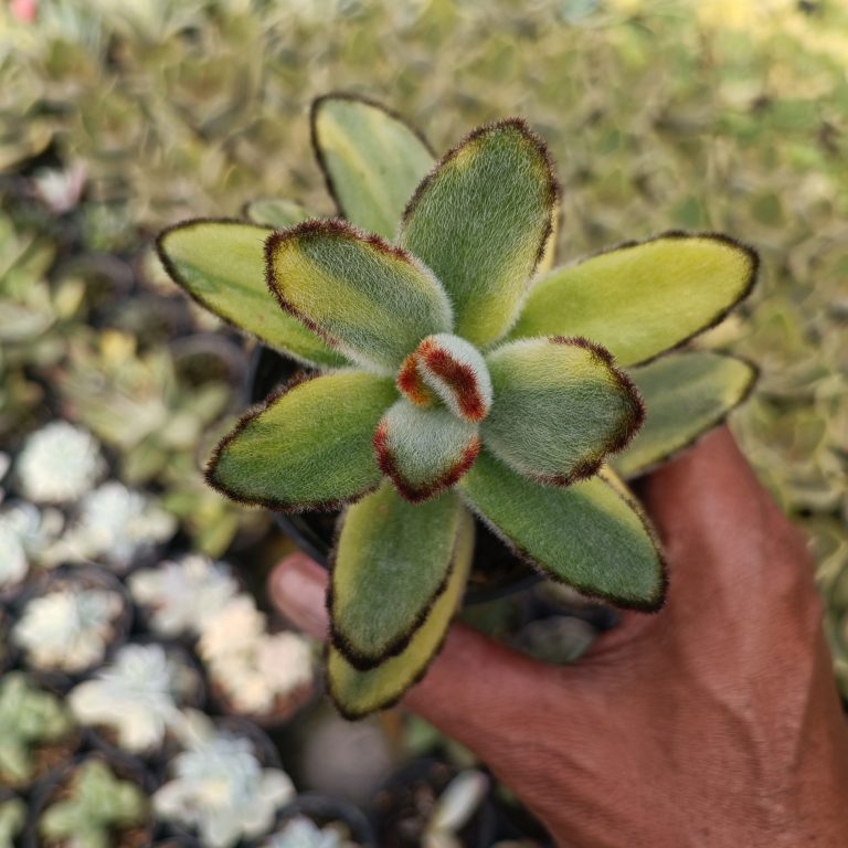 401. Kalanchoe Tomentosa Variegated