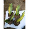 1794. Sansevieria Kirkii Coral Blue Variegated 4 Pcs