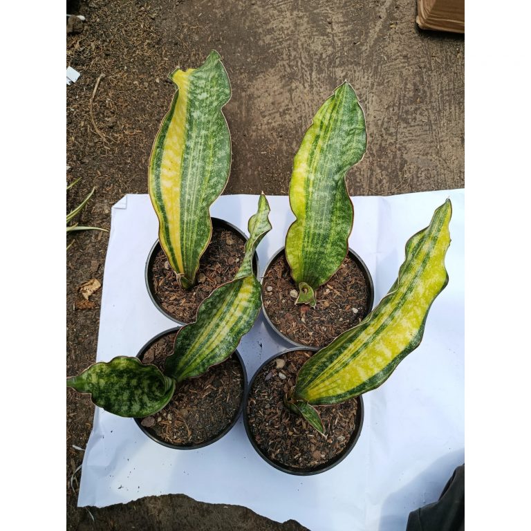 1794. Sansevieria Kirkii Coral Blue Variegated 4 Pcs