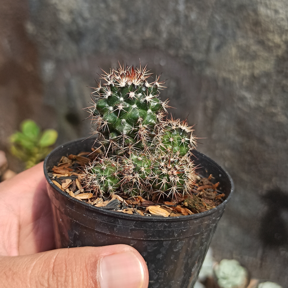118. Mammillaria Backebergiana - Image 2
