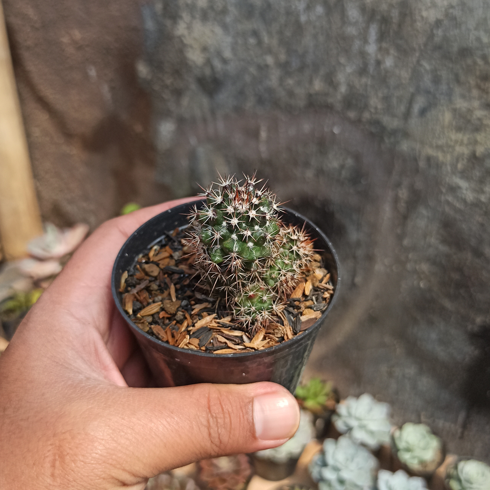 118. Mammillaria Backebergiana - Image 3