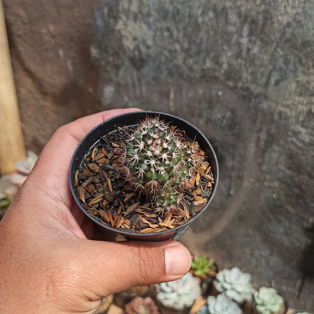 118. Mammillaria Backebergiana - Image 4