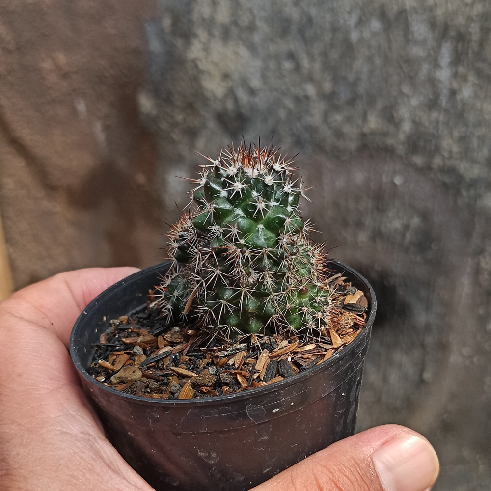 118. Mammillaria Backebergiana - Image 5