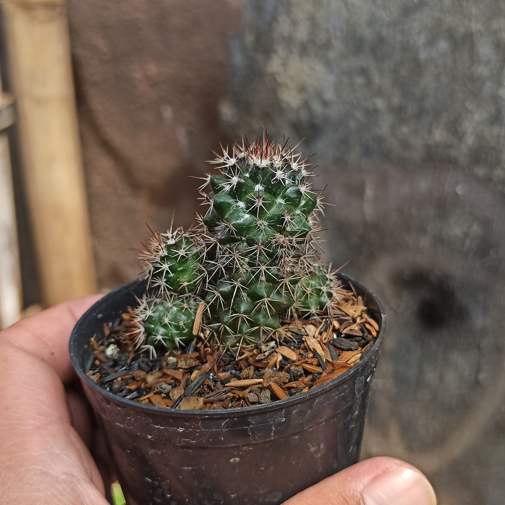 118. Mammillaria Backebergiana - Image 6