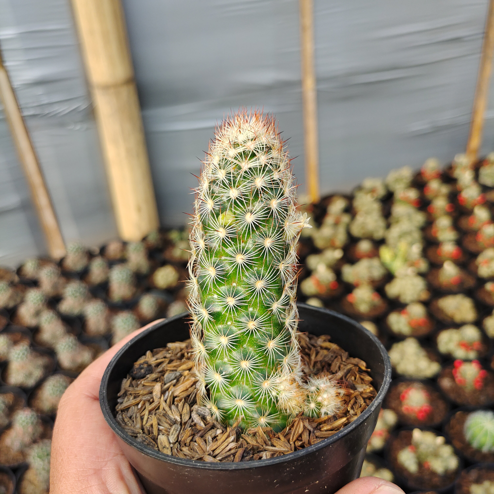 103. Mammillaria Elongata - Image 2