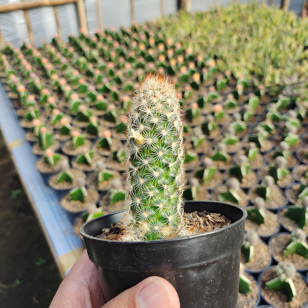 103. Mammillaria Elongata - Image 3
