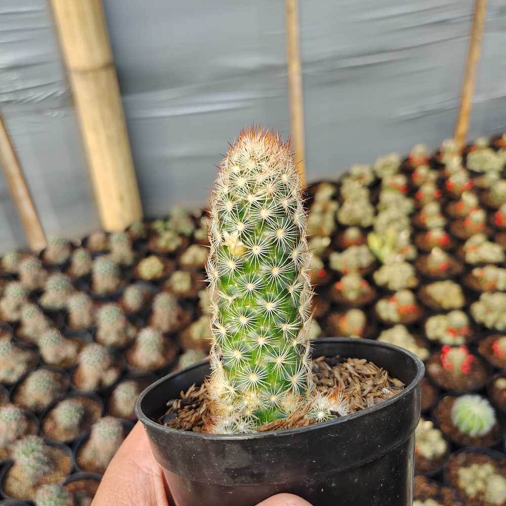 103. Mammillaria Elongata - Image 4