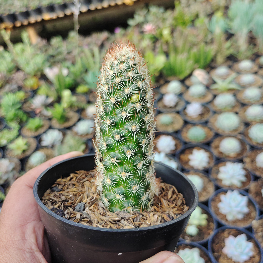 103. Mammillaria Elongata - Image 5
