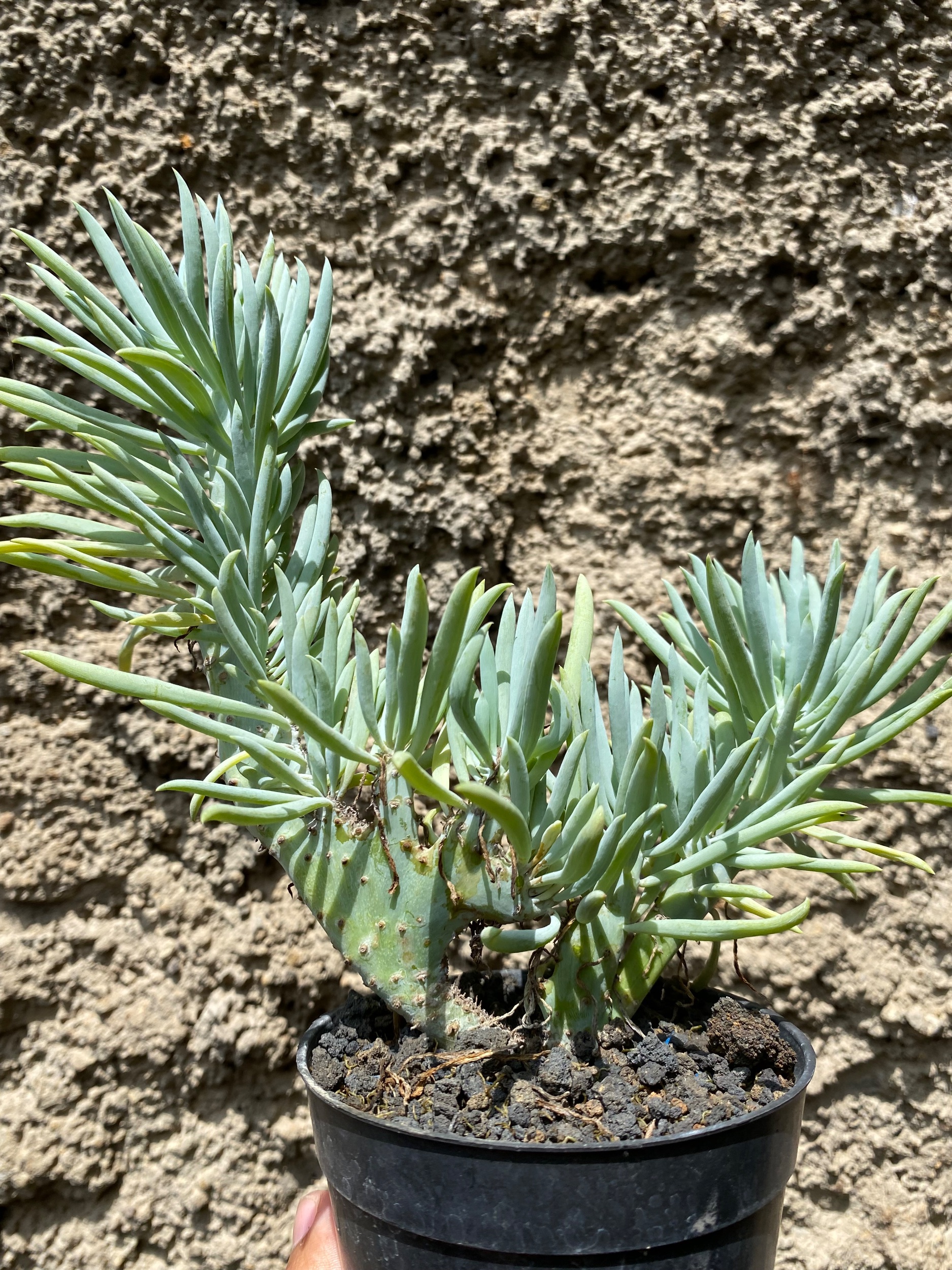 1603. Senecio Vitalis Cristata - Image 3