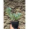 1603. Senecio Vitalis Cristata