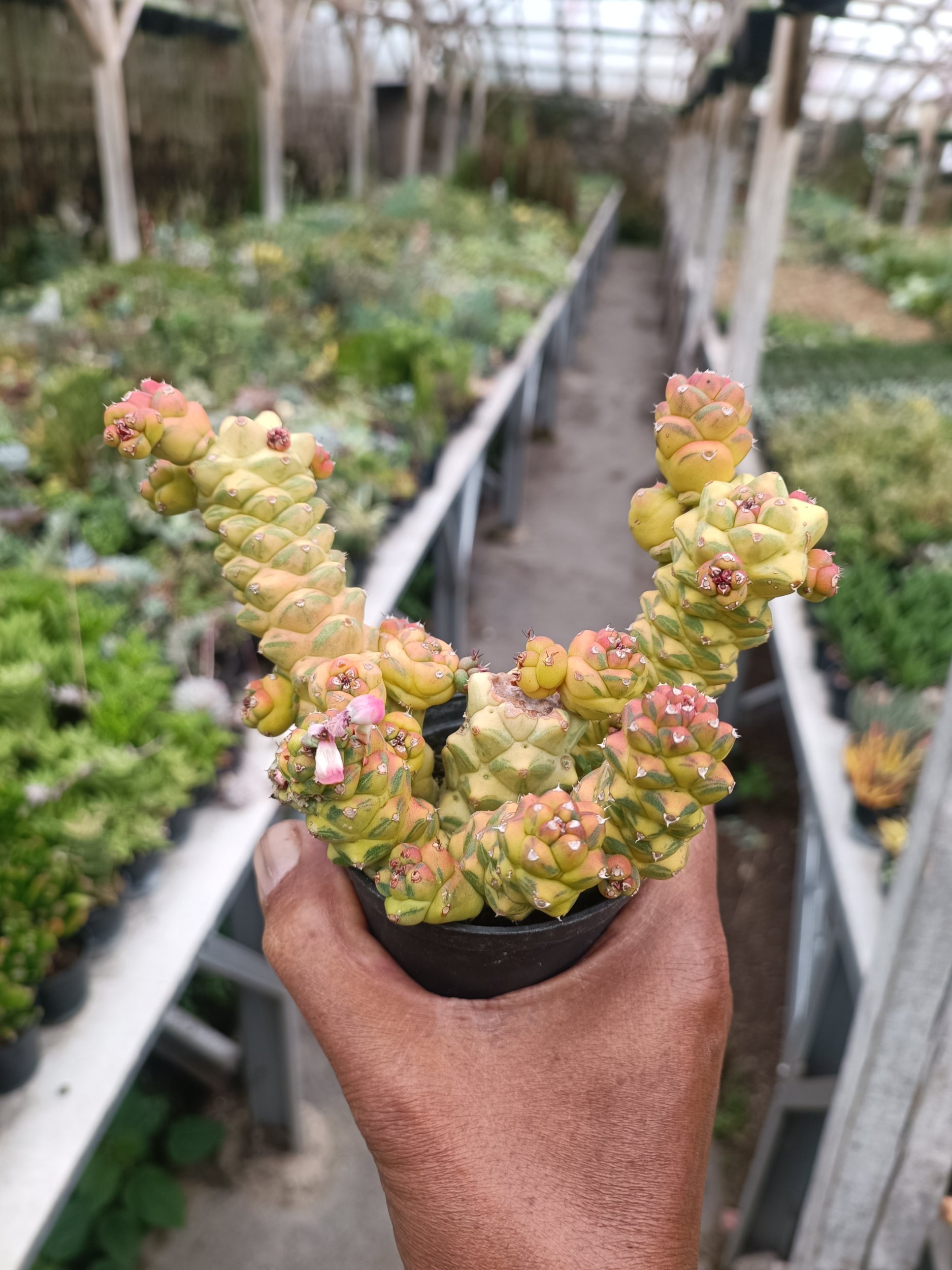 2257. Monadenium Ritchiei Variegated Cluster - Image 2