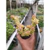 2257. Monadenium Ritchiei Variegated Cluster