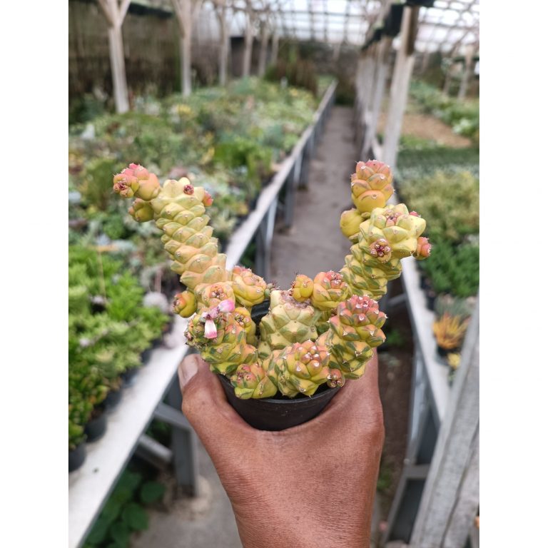 2257. Monadenium Ritchiei Variegated Cluster