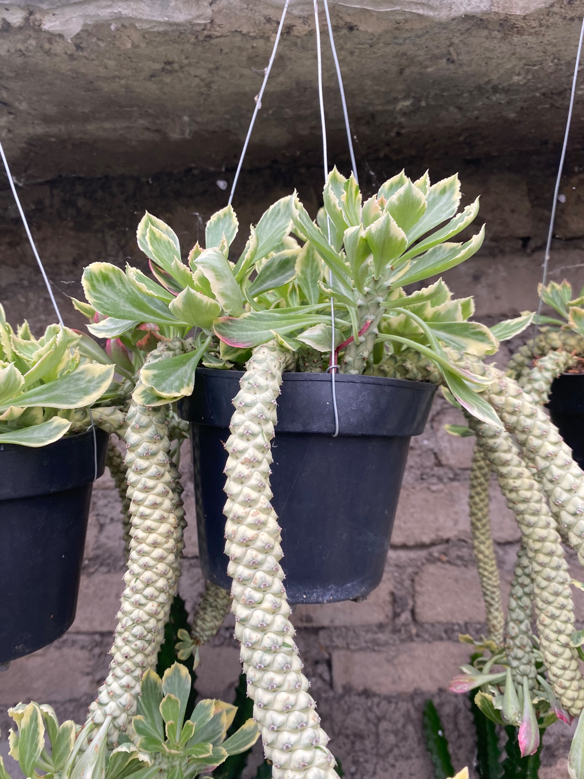 1905. Monadenium Stapelioides White Variegated Cluster - Image 2