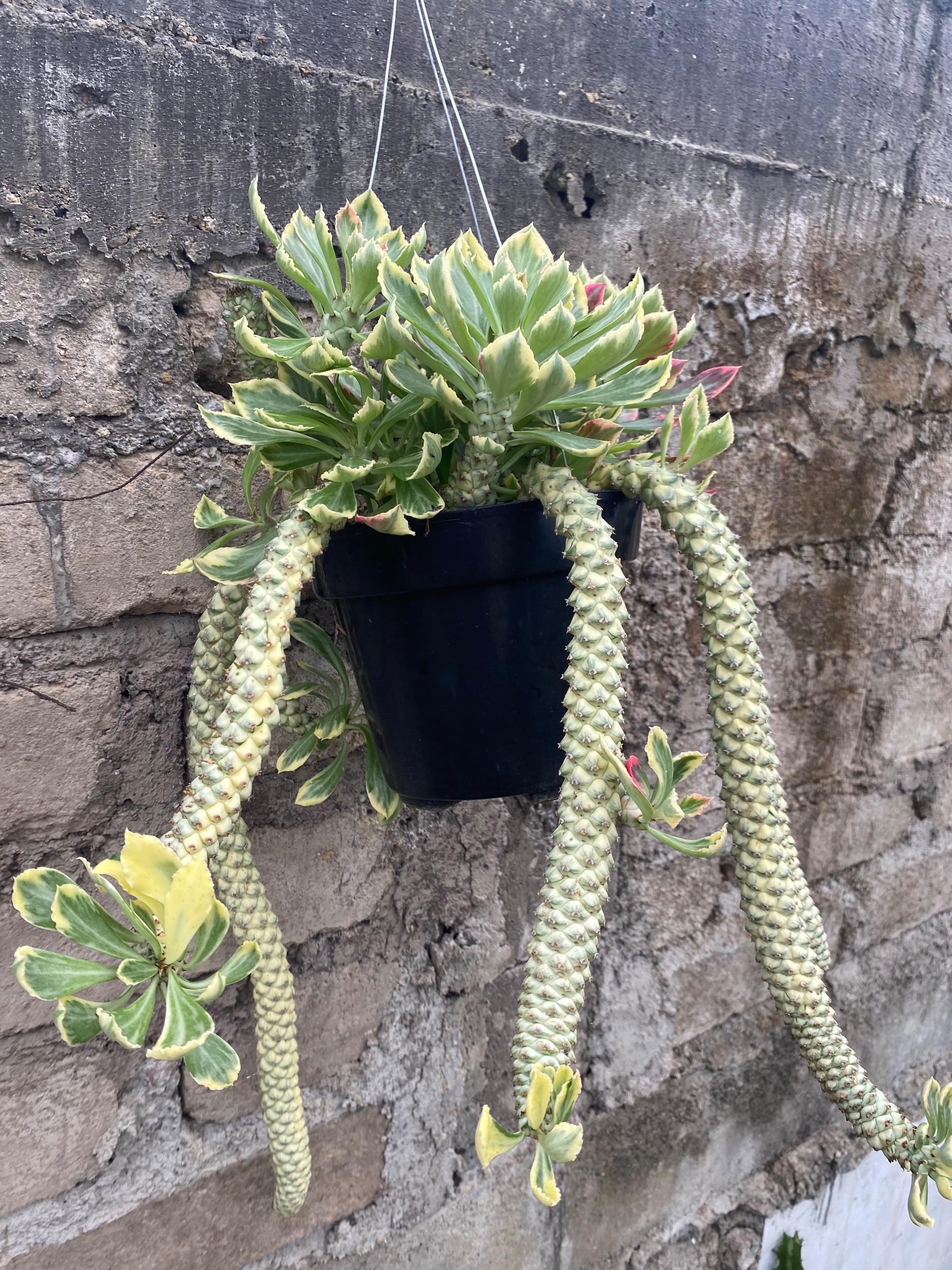 1905. Monadenium Stapelioides White Variegated Cluster - Image 3