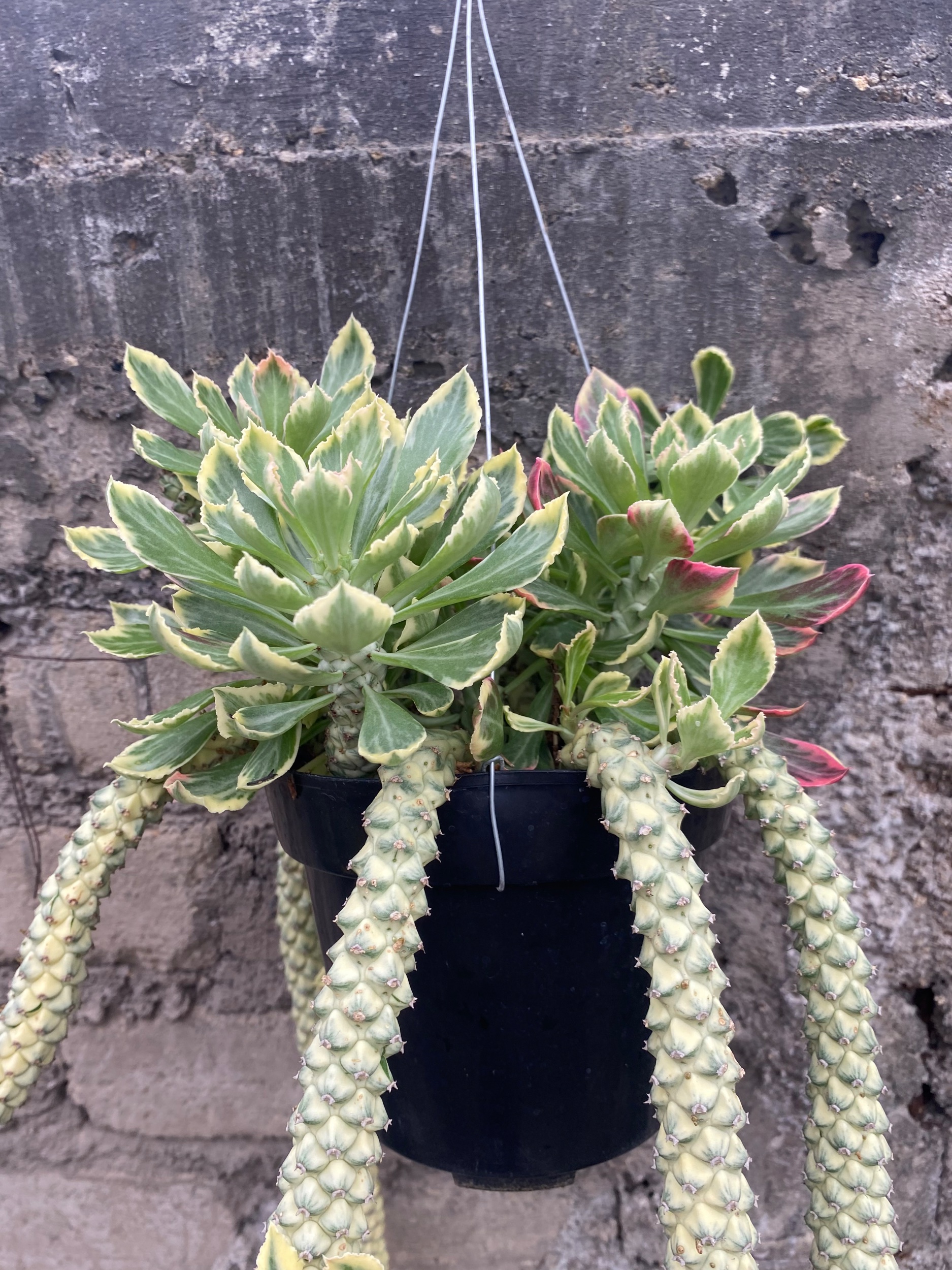 1905. Monadenium Stapelioides White Variegated Cluster - Image 4