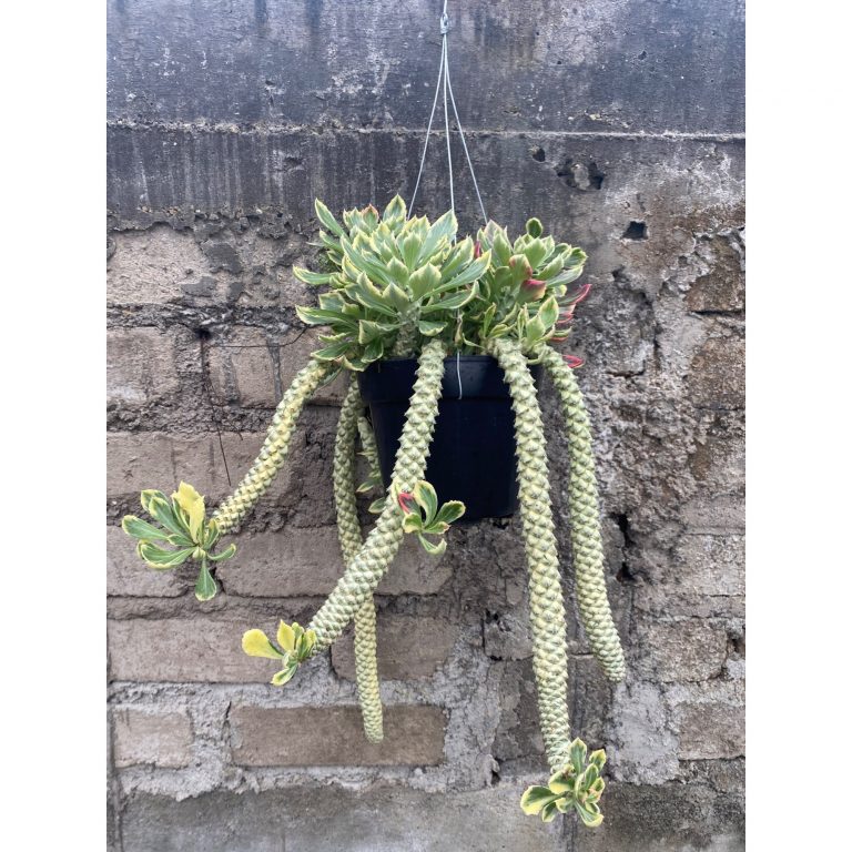 1905. Monadenium Stapelioides White Variegated Cluster