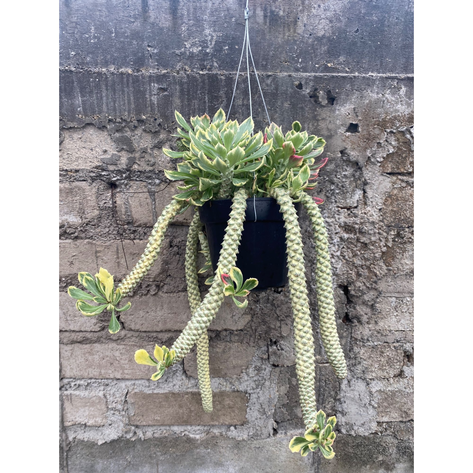 1905. Monadenium Stapelioides White Variegated Cluster