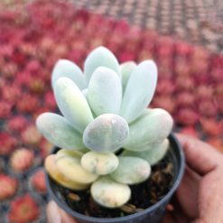 Alternative view of 2107. Pachyphytum Oviferum