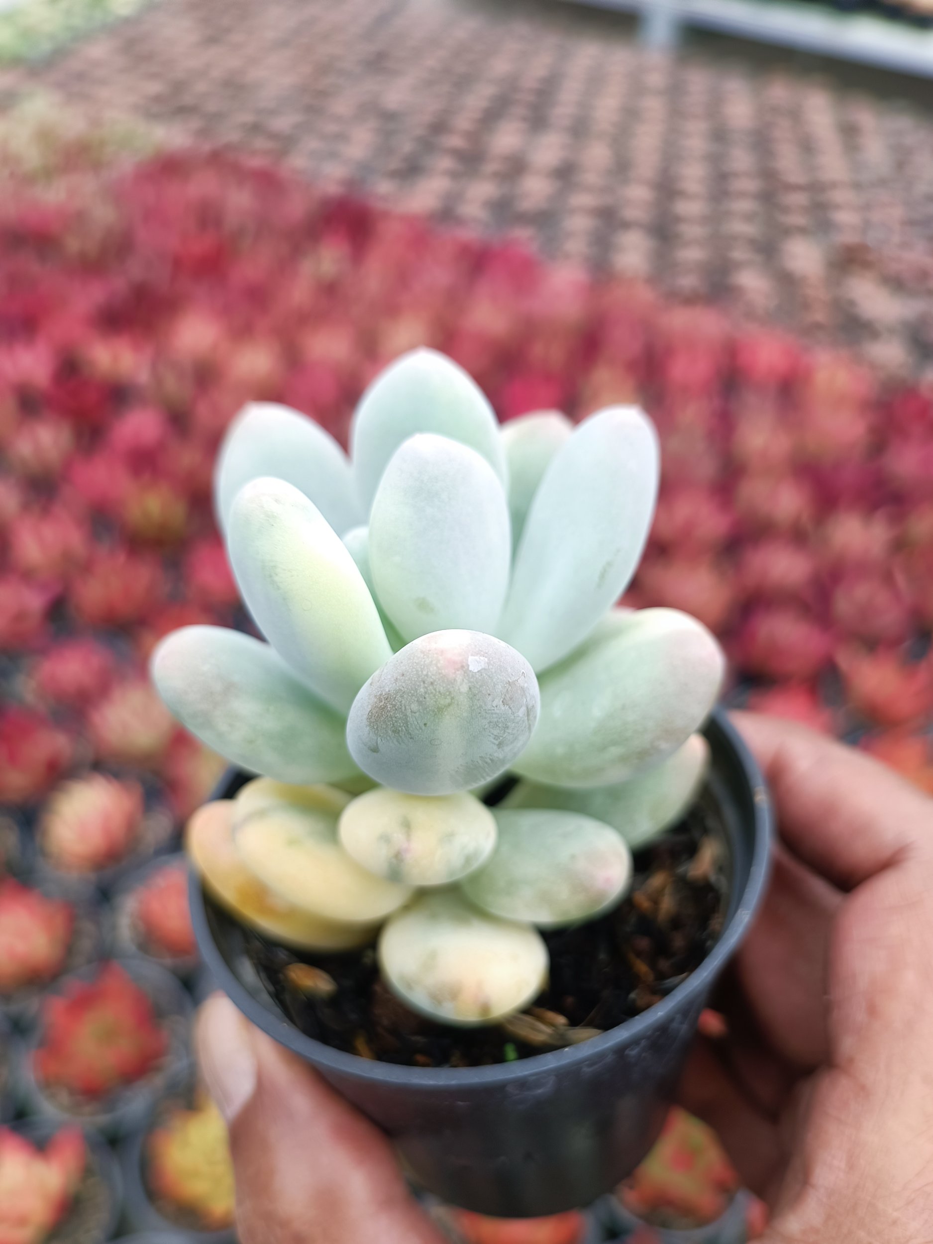 2107. Pachyphytum Oviferum - Image 2