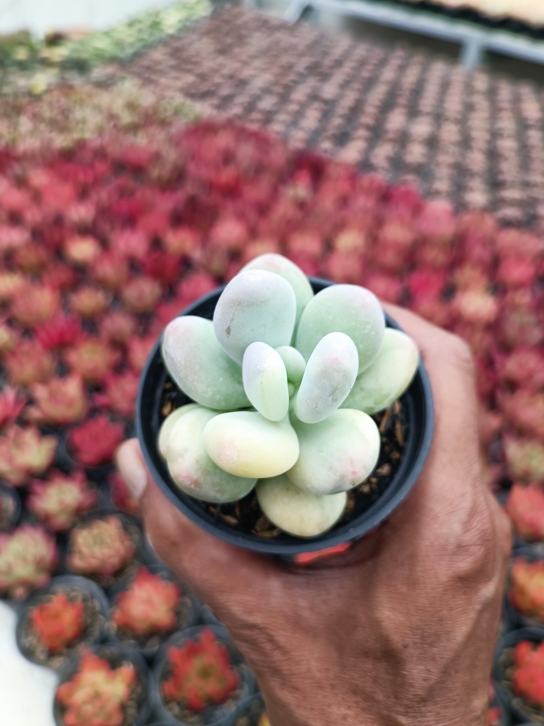 2107. Pachyphytum Oviferum - Image 3