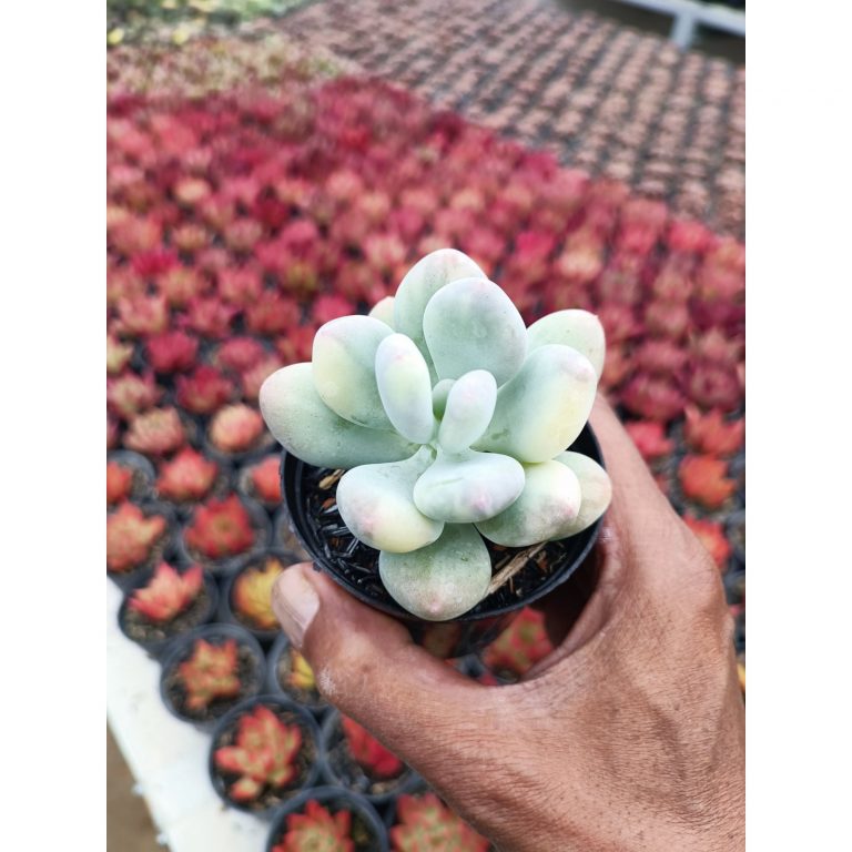 2107. Pachyphytum Oviferum