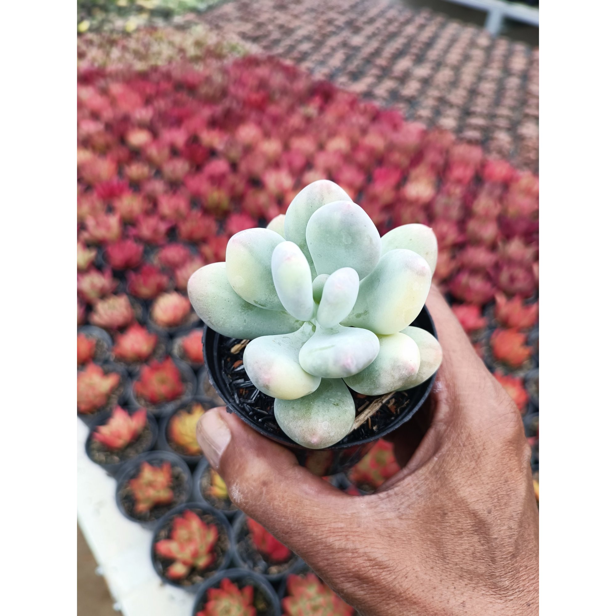 2107. Pachyphytum Oviferum