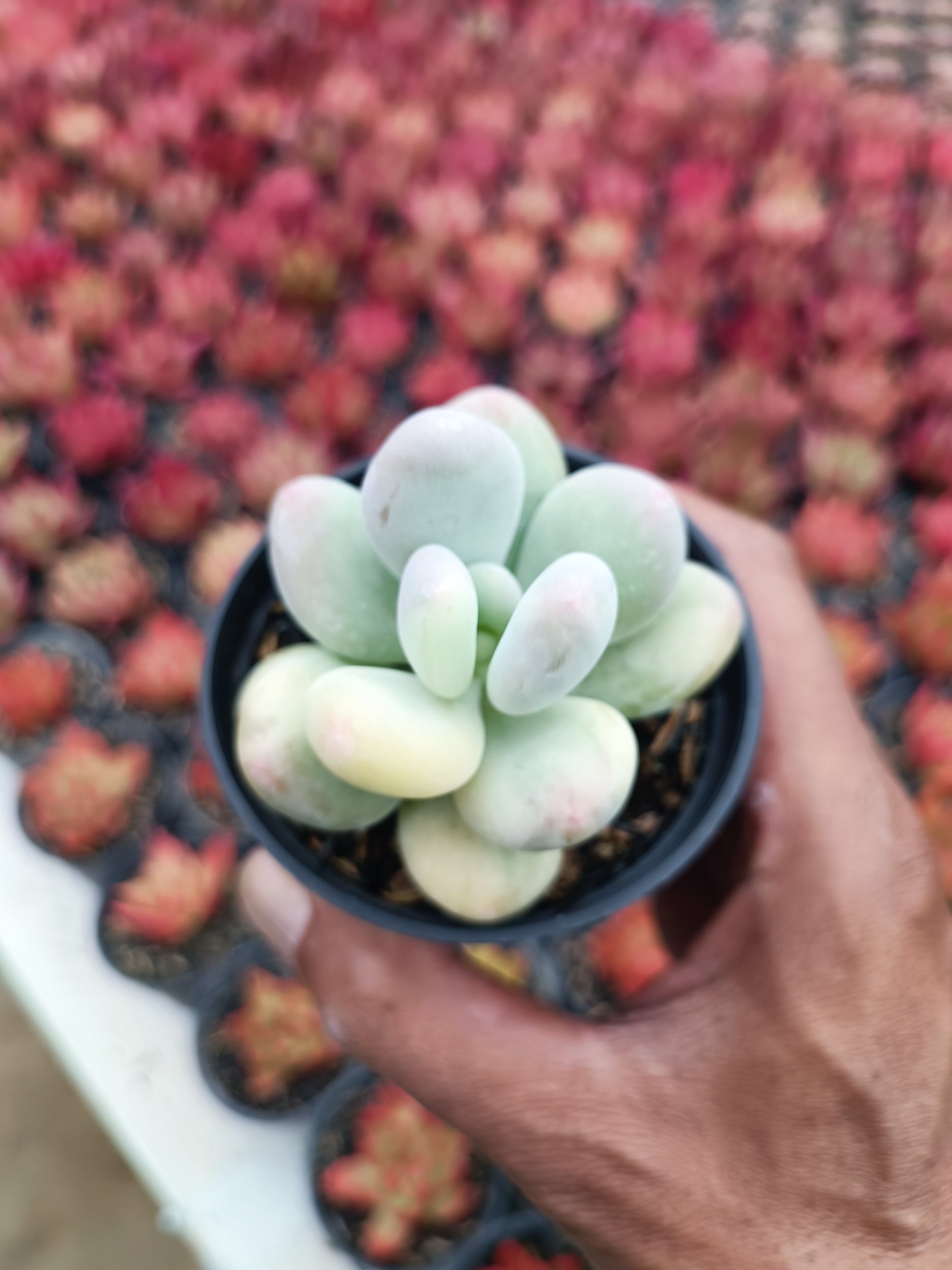 2107. Pachyphytum Oviferum - Image 4
