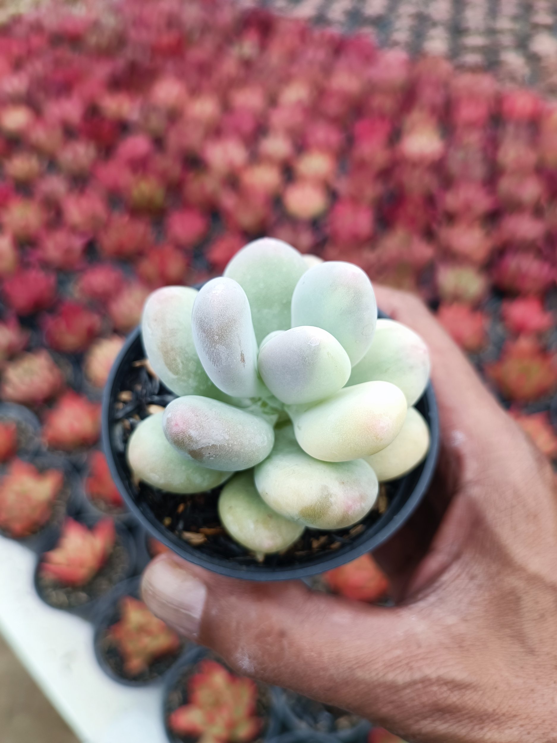 2107. Pachyphytum Oviferum - Image 5