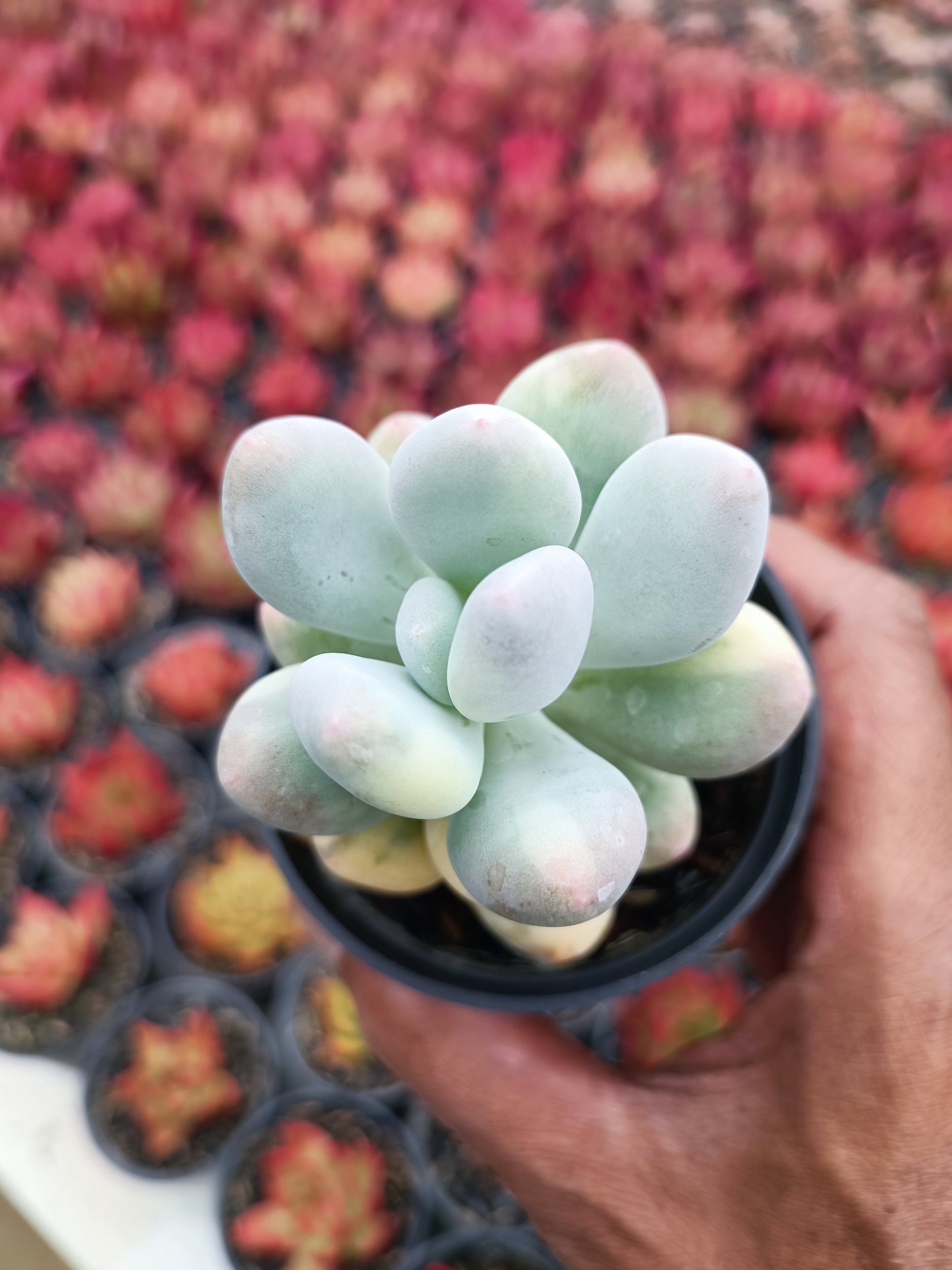 2107. Pachyphytum Oviferum - Image 6