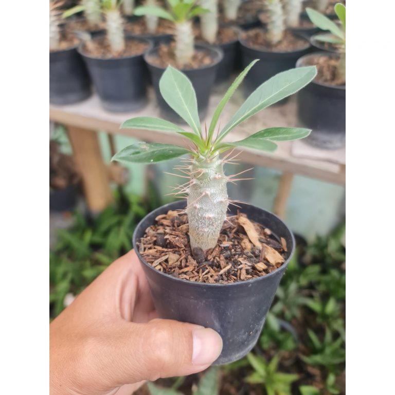 2070. Pachypodium Saundersii