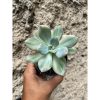 1604. Pachyveria Pachyphytoides Variegated