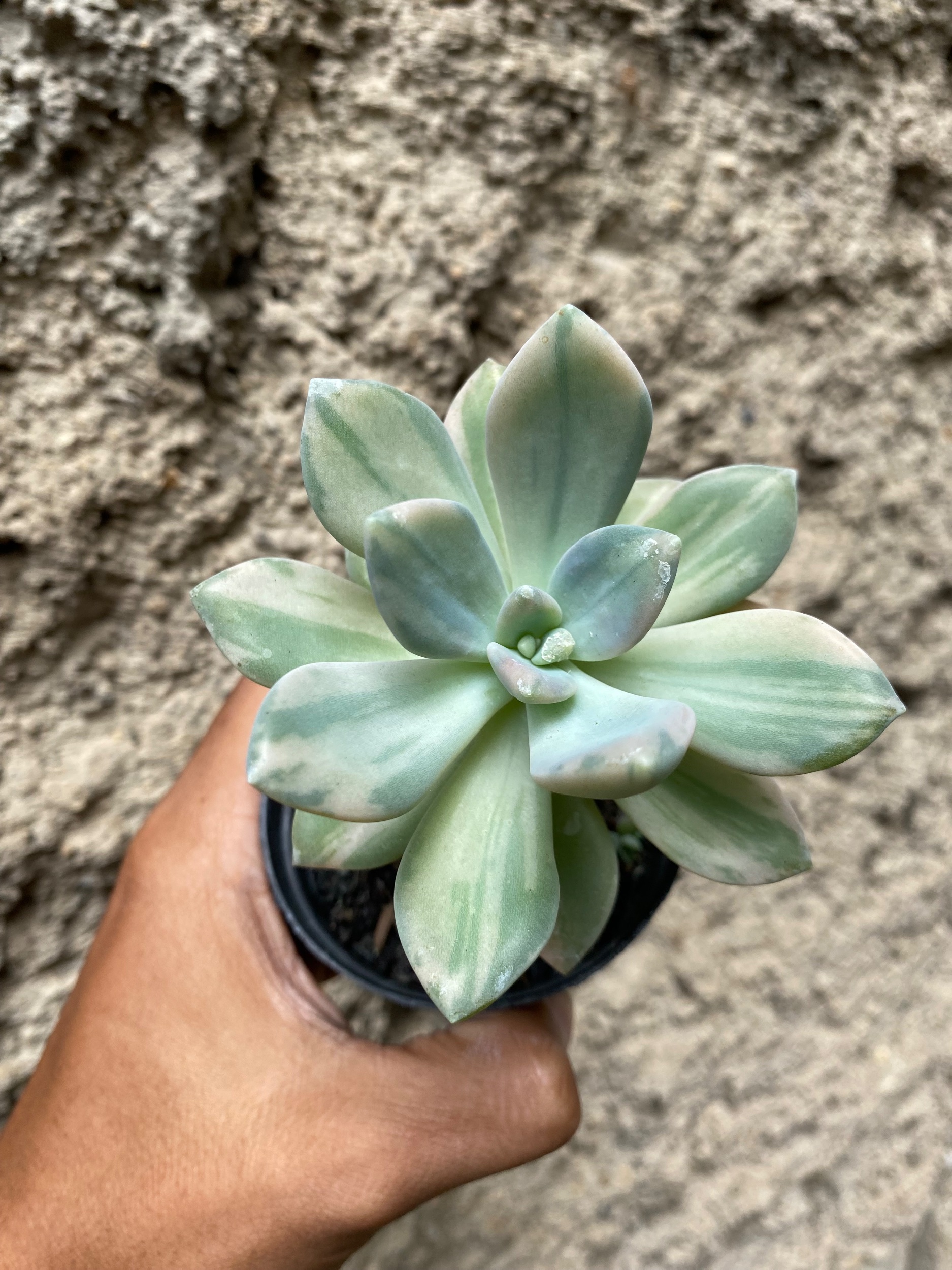 1604. Pachyveria Pachyphytoides Variegated - Image 2
