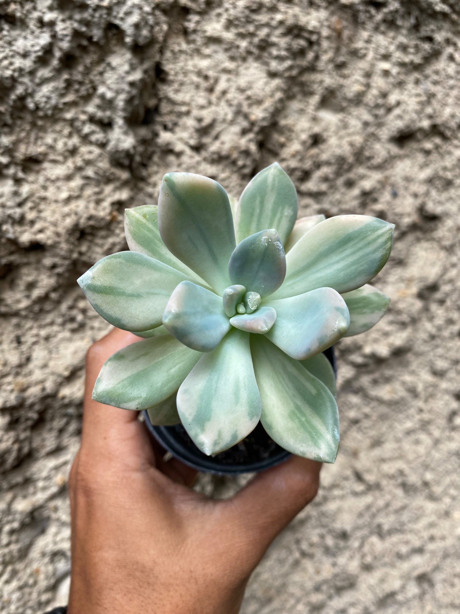 1604. Pachyveria Pachyphytoides Variegated - Image 3