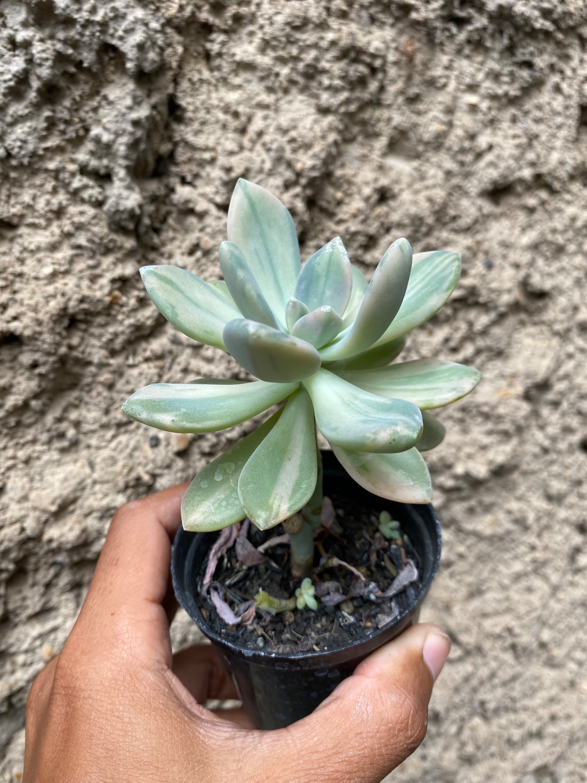 1604. Pachyveria Pachyphytoides Variegated - Image 4