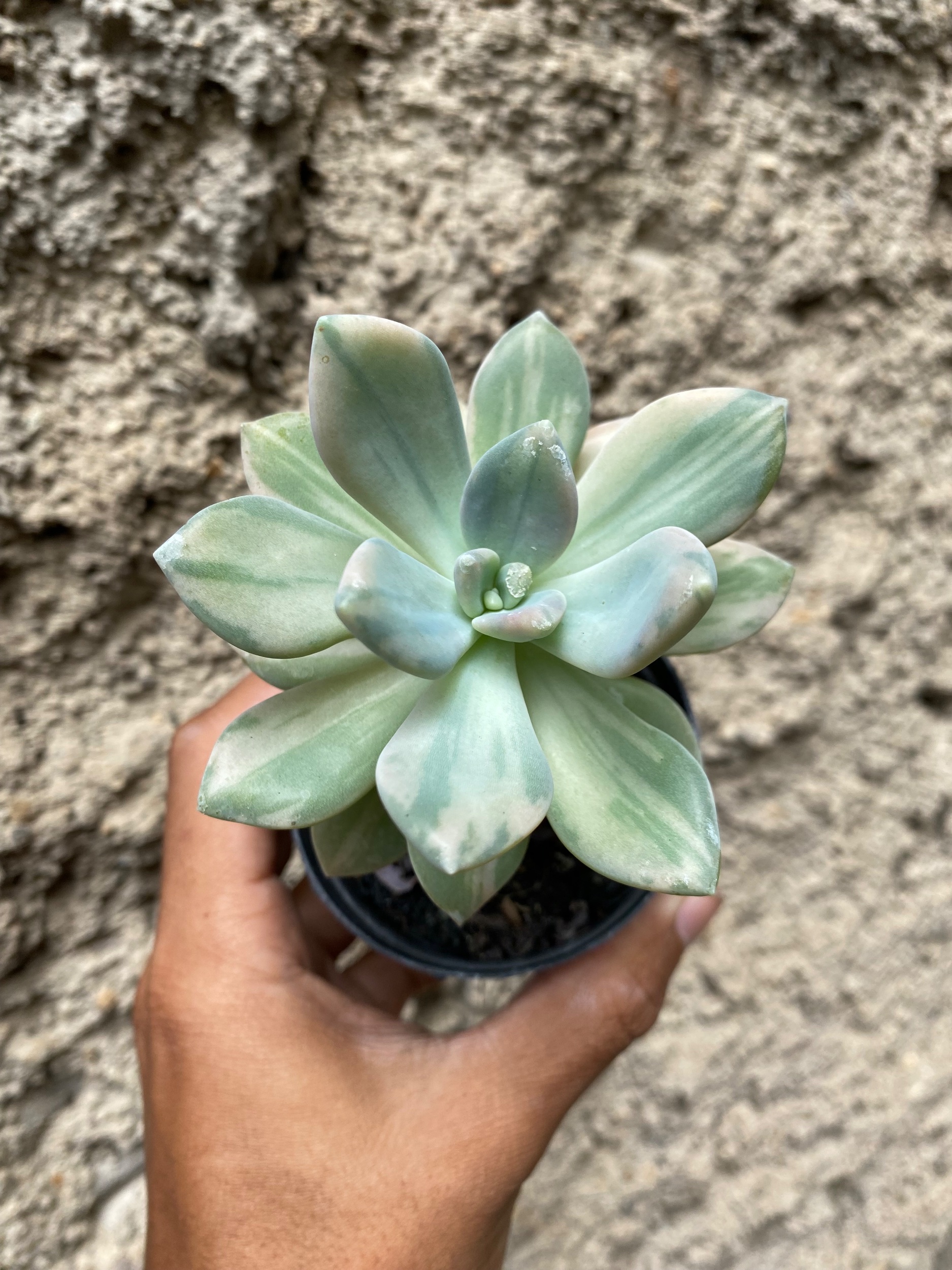 1604. Pachyveria Pachyphytoides Variegated - Image 5