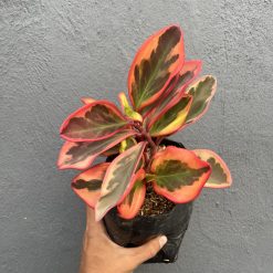 700. Peperomia Clusifolia Tricolor - Image 12