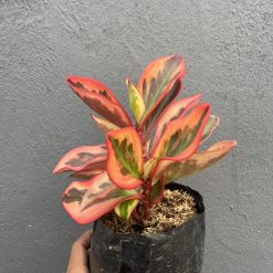 700. Peperomia Clusifolia Tricolor - Image 13