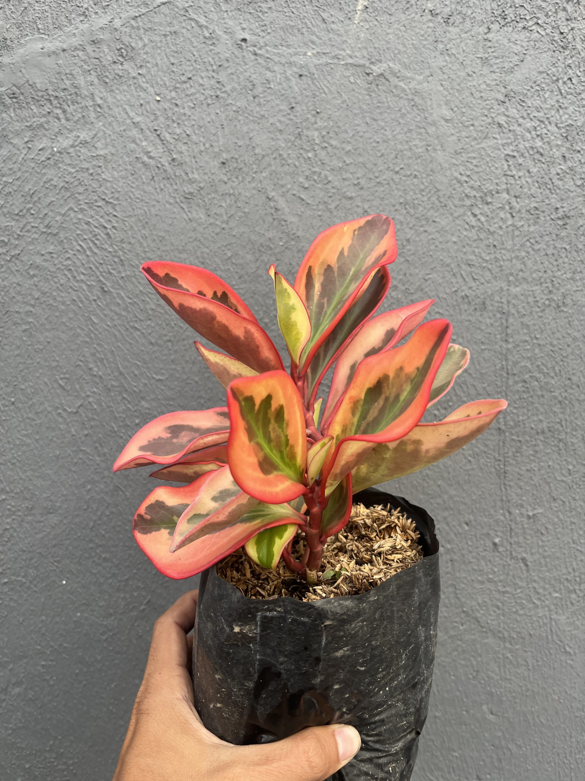 700. Peperomia Clusifolia Tricolor - Image 13