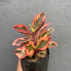 700. Peperomia Clusifolia Tricolor - Image 14