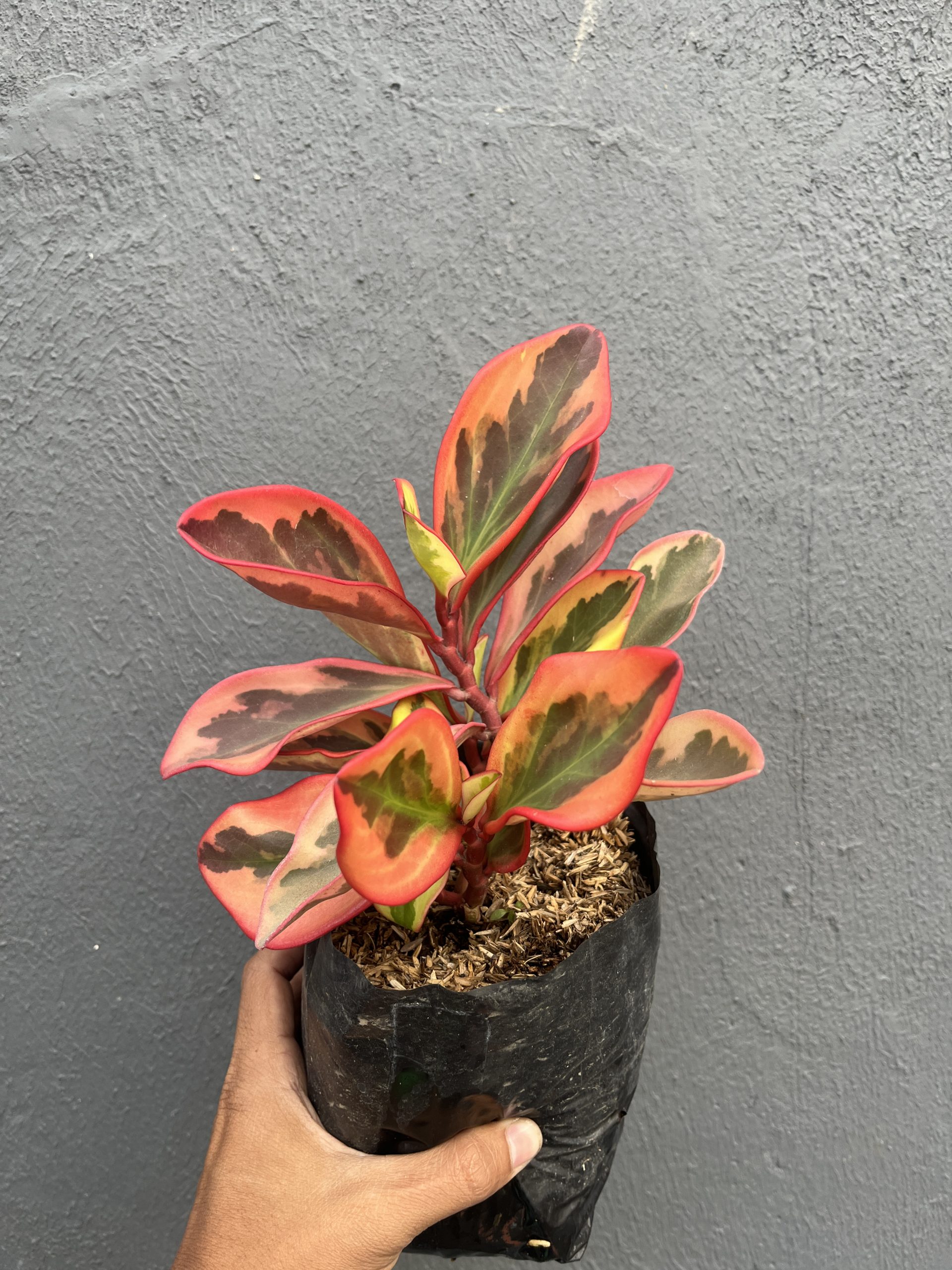 700. Peperomia Clusifolia Tricolor - Image 14
