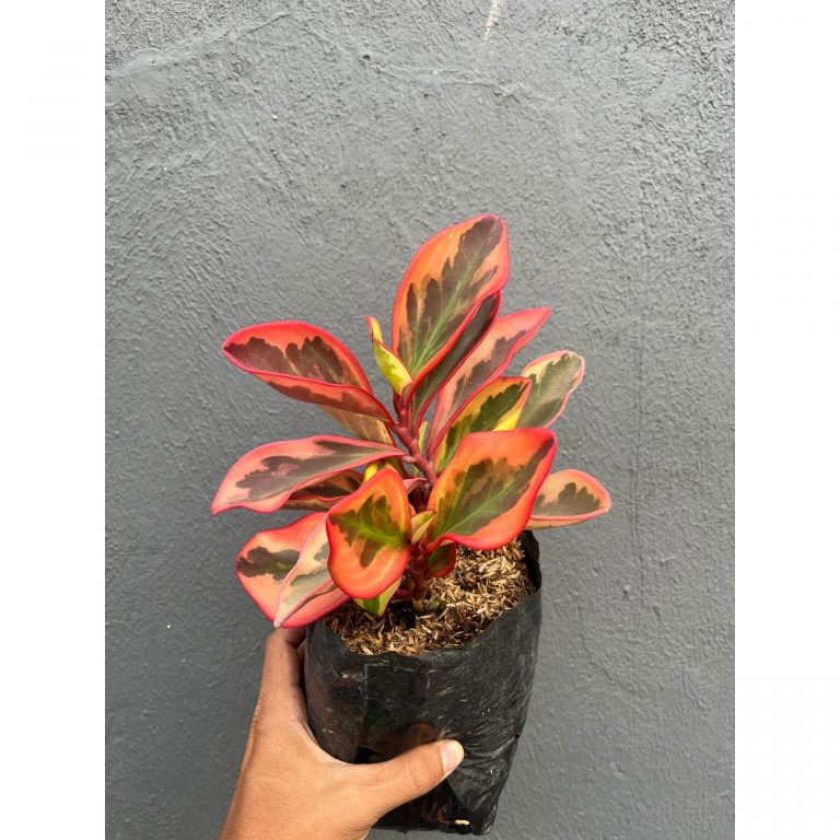 700. Peperomia Clusifolia Tricolor