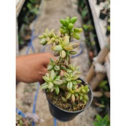2322. Peperomia Dolabriformis Cluster Batang